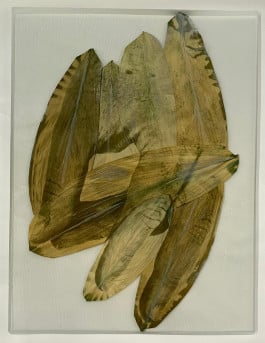 Almudena Romero, Aspidistra leaf 70x50
