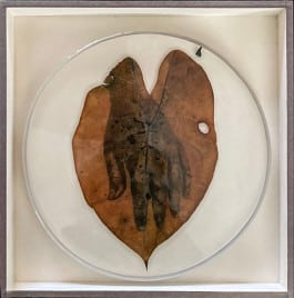 Almudena Romero-The pigment change, Wentii leaf circularII