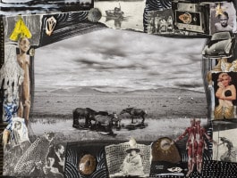 Delphine Diallo, Horses