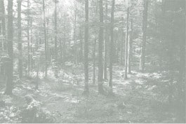 Léa Habourdin, images-forêts GV0021