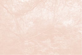 Léa Habourdin, Images-forêts