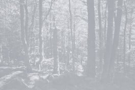 Lea Habourdin, images-forêts Q4169